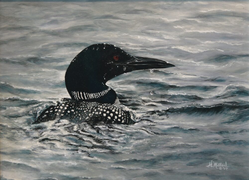 A loon swimming calmly on a rippling lake.