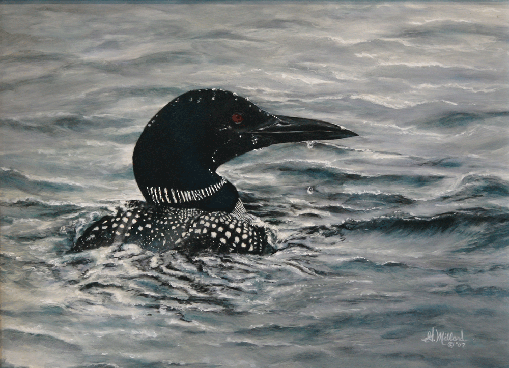 A loon swimming calmly on a rippling lake.